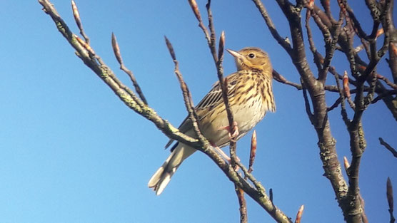 Pipit des arbres (Anthus trivialis)