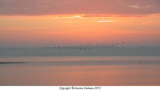 Grue cendrée (Grus grus) au Lac du Der le 1 décembre 2013