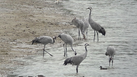 Grues cendrées au Lac du Der en Champagne