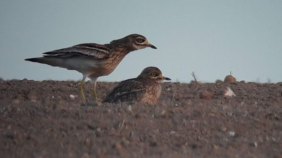 Oedicnème criard (Burhinus oedicnemus) 