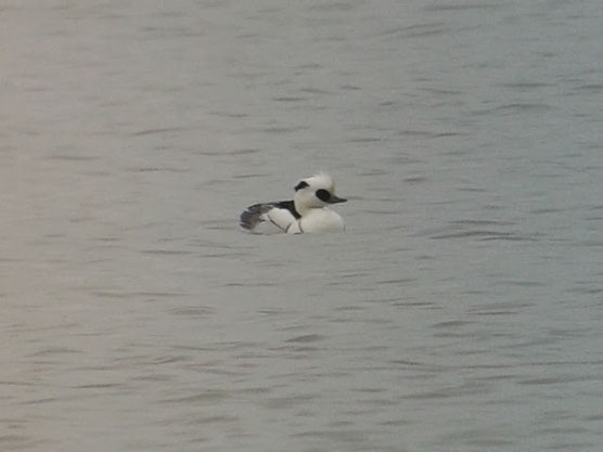 Harle piette (Mergellus albellus) au Lac du Der le 12 février 2016