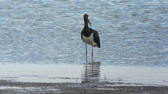 oiseaux du lac du der, la Cigogne noire (Ciconia nigra)