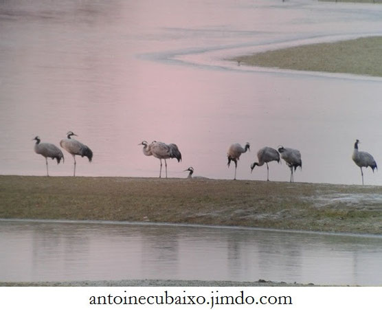 Grues cendrées au Lac du Der le 18 janvier 2016 par -7°