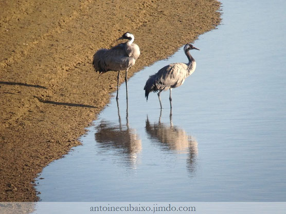 Grues cendrées au Lac du Der le 12 janvier 2017