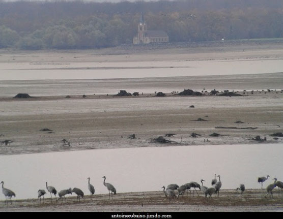 Grues cendrées au Lac du Der le 25 novembre 2015