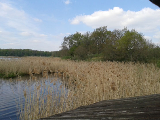 Lac du Der le 05 avril 2014