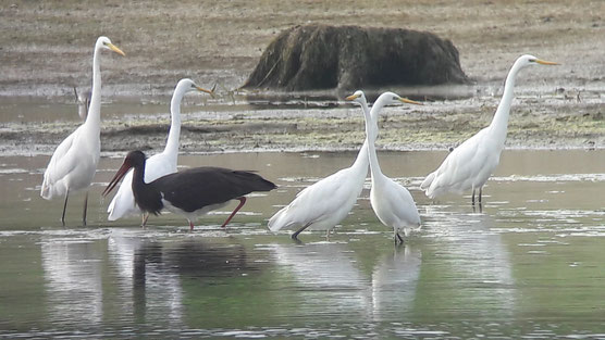 Les oiseaux du Lac du Der, Cigogne noire et Grande aigrette