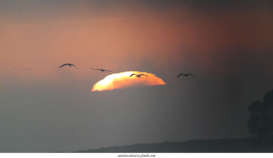 Grues cendrées au Lac du Der en Champagne automne 2017