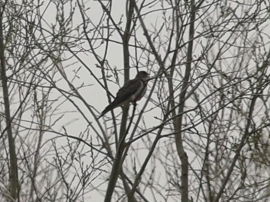 Coucou gris (Cuculus canorus) au Site de Chantecoq le 05 avril 2016