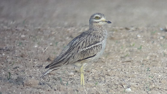 Oedicnème criard (Burhinus oedicnemus) visible en Champagne crayeuse de mars à octobre