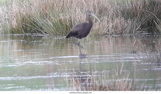 Les oiseaux du Lac du Der