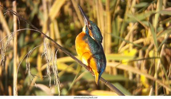 Antoine Cubaixo votre guide ornithologue au Lac du Der