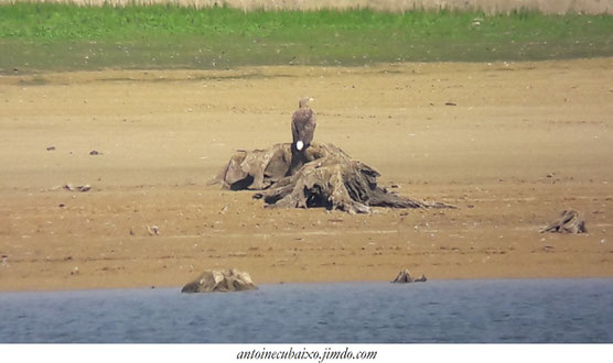 oiseau du lac du der