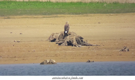 oiseau du lac du der