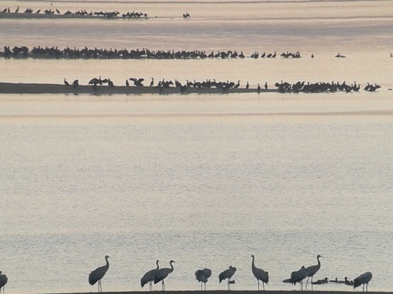 Grues cendrées au Lac du Der le 07 novembre 2015