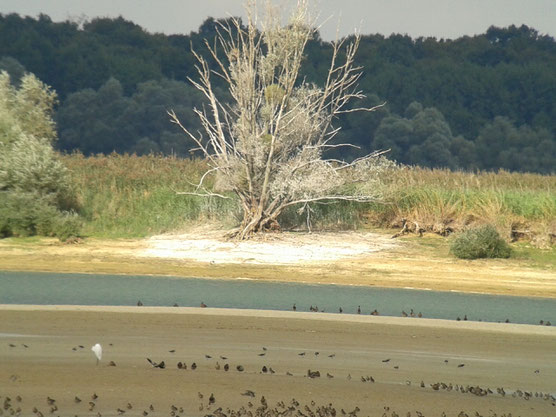 Lac du Der en Champagne le 16 septembre 2016