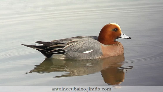 Canard siffleur (Anas penelope) Lac du Der le 25 février 2017