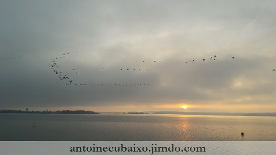 Grues cendrées au Lac du Der le 25 février 2017