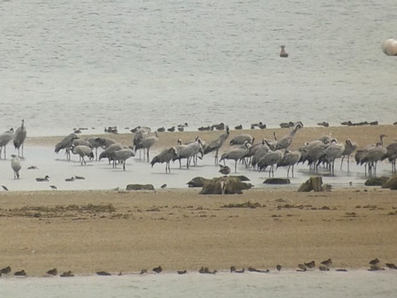 56 Grues cendrées au Lac du Der le 12 septembre 2015