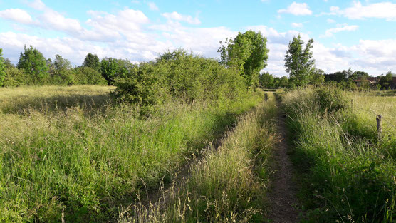 Chemin bocager à Vitry-en-Perthois