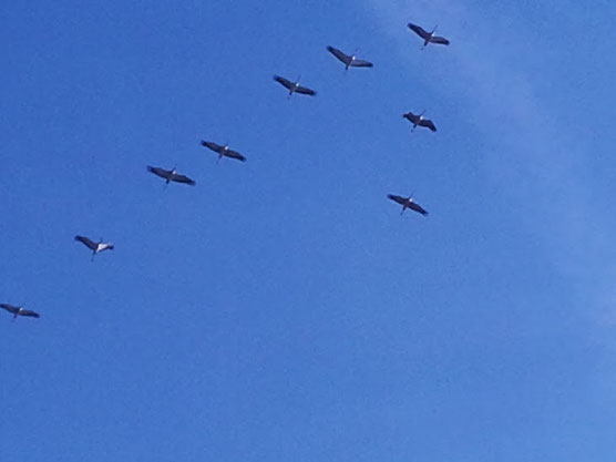 Grue cendrée ( Grus grus ) au Lac du Der par Antoine Cubaixo le 24 février 2014