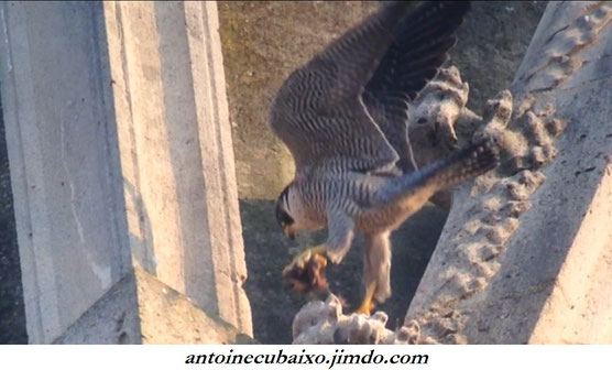 Faucon pèlerin (Falco peregrinus) Clovis le 21 avril 2021