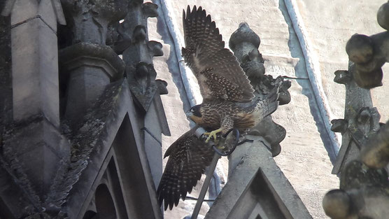 Faucon pèlerin (Falco peregrinus) juvénile découvrant la cathédrale de Reims et ses lumières...