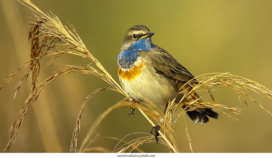 Gorgebleue à miroir (Luscinia svecica) photographiée durant le stage de juin 2020 par l'ensemble des participants.