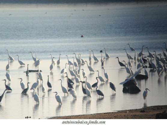 Lac du Der en Champagne le 10 décembre 2016