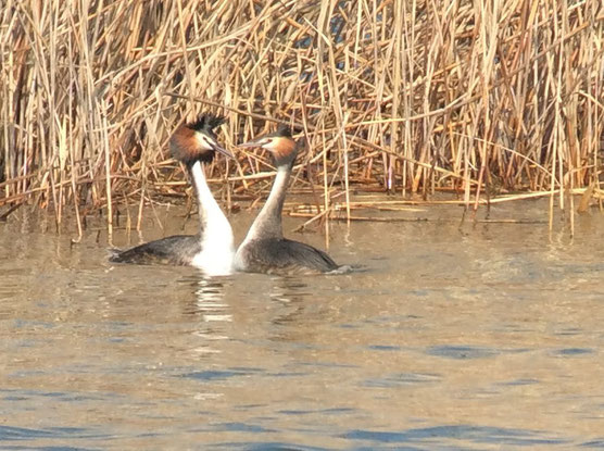 Grèbe huppé (Podiceps cristatus) au Lac du Der le 12 mars 2016