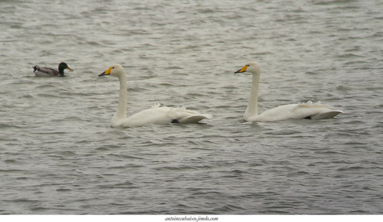 Cygne chanteur (Cygnus cygnus) au Lac du Der en Champagne le 25 novembre 2017 par antoine cubaixo