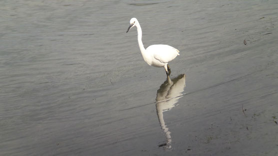 Aigrette garzette (Egretta garzetta) au Lac du Der le 05 septembre 2017