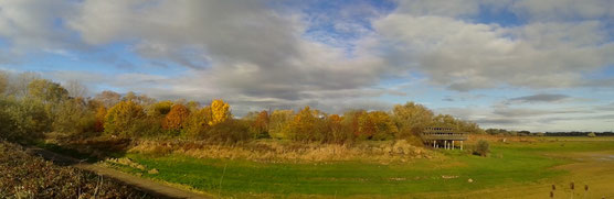 Lac du Der (Site de Chantecoq) le 16 novembre 2014