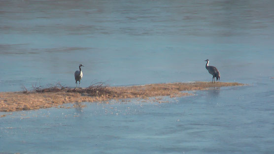 Grue cendrée (Grus grus) sur le Lac du Der partiellement gelé le 12 février 2015