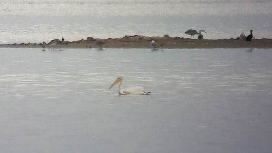 Pélican frisé (Pelecanus crispus) au Lac du Der le 01 septembre 2017