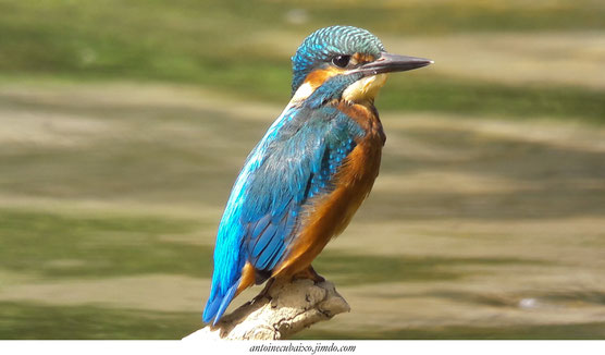 Martin-pêcheur d'Europe (Alcedo atthis) lac du der antoine cubaixo