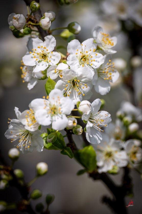 Marillenblüte