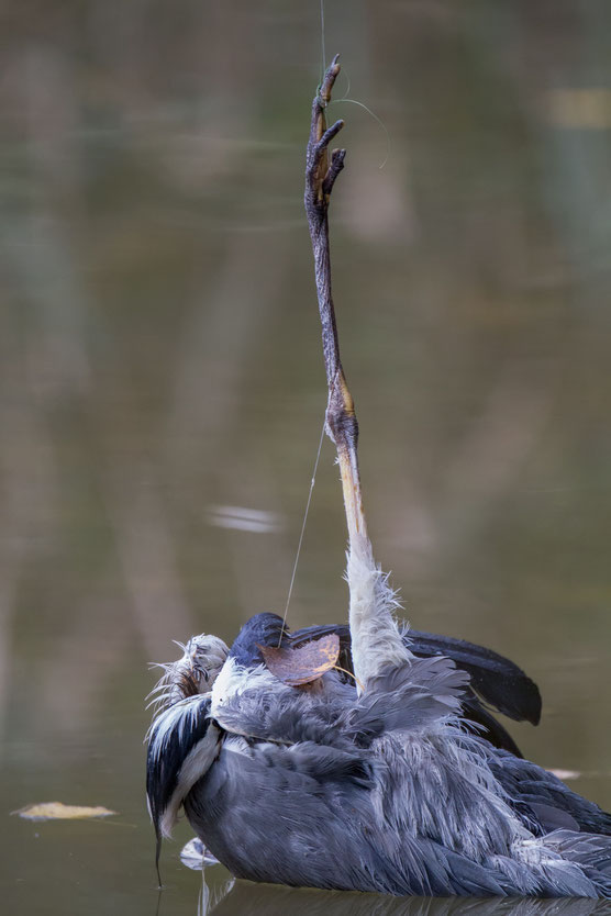 Graureiher an Angelschnur, Foto: M. Glässel