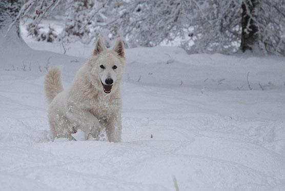 Hunde im Winter 