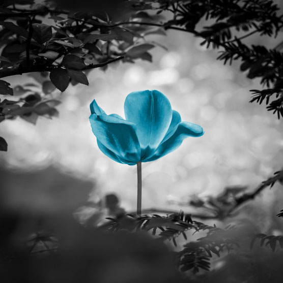 blaue blume in schwarz weißer umgebung - heilung gedanken