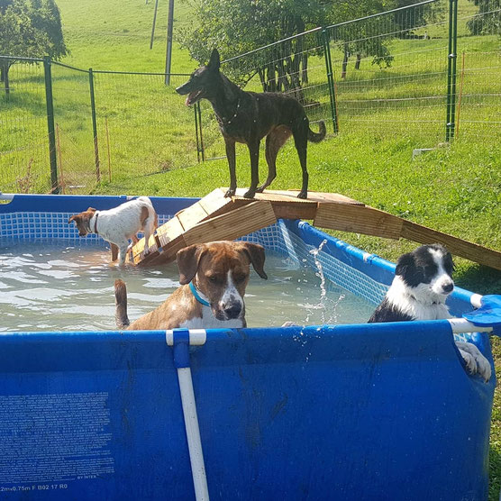 Hundepool in der Hundebetreuung hundecampus - Badende Hunde