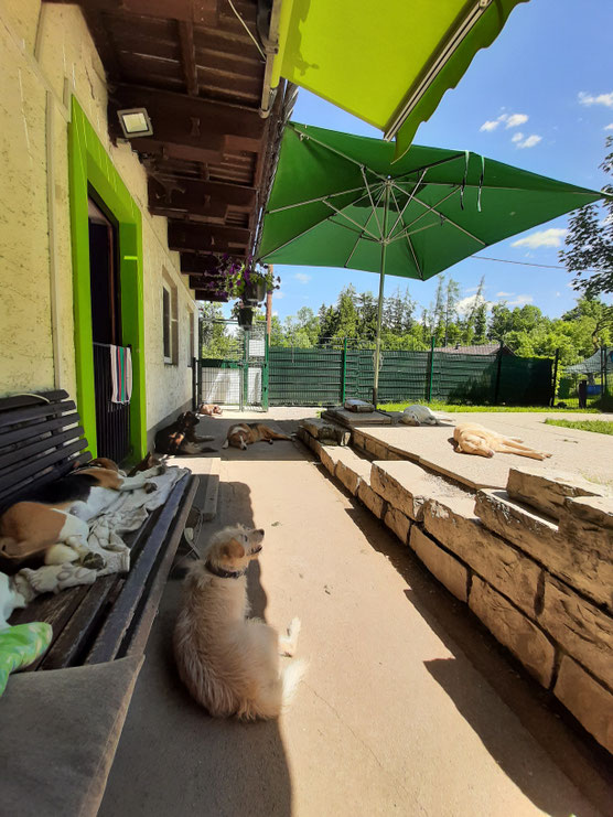hundecampus - Hundeleben im Paradies