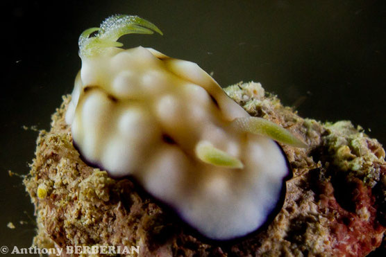 Goniobranchus cf. geometricus anc Chromodoris cf. geometrica