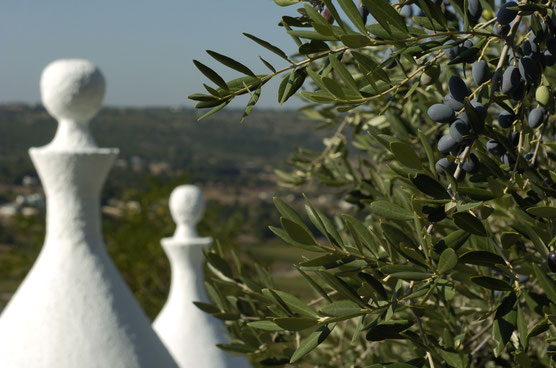 trulli  and olive trees apulia