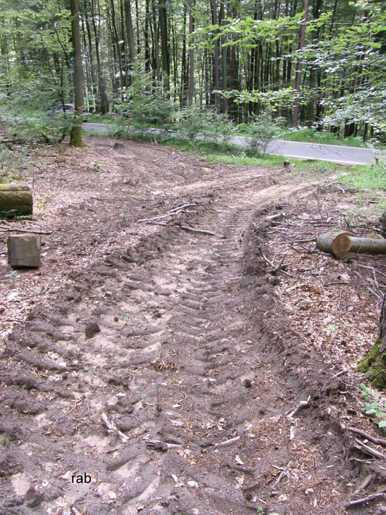 Verdichtete Waldböden, auf denen nachweislich lange Zeit kein Baum wachsen kann
