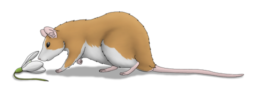 Snowdrops Rats Ratten Zucht