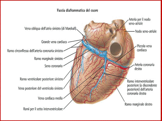 Parete diaframmatica del cuore  (da Netter).Nella figura i vasi rappresentati in rosso por-tano sangue arterioso (ossigenato),quelli in  blu portano sangue venoso(ricco di anidride carbonica).