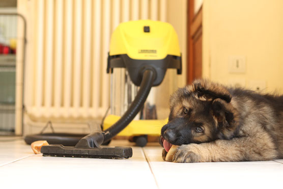 Le fidèle aspirateur Karsher en compagnie d'Ezra et son sabot de veau