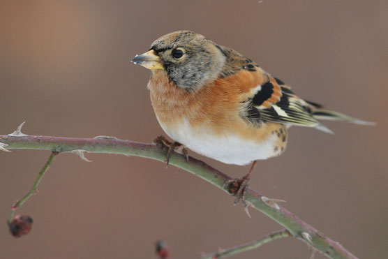 Bergfink - Zdenek Tunka