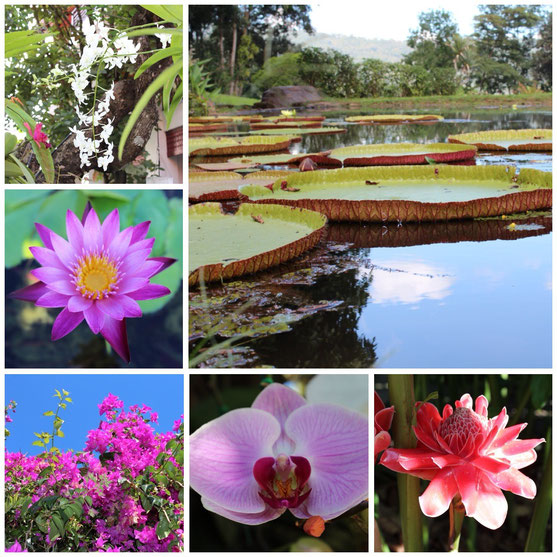 Queen Sirikit Botanical Gardens